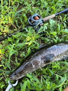 ライギョの釣果