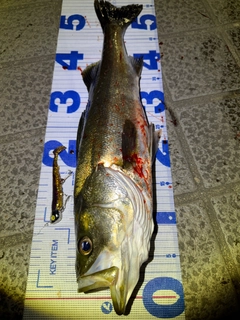 シーバスの釣果