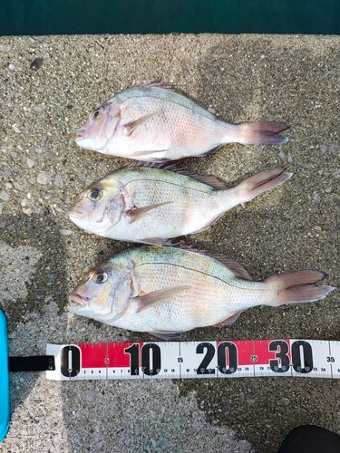 マダイの釣果