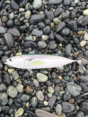 マルソウダの釣果