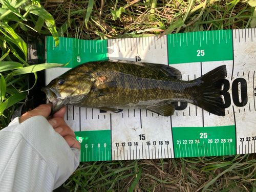 スモールマウスバスの釣果