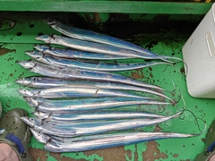 タチウオの釣果
