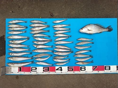 シロギスの釣果