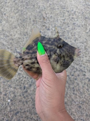 カワハギの釣果