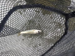 ウグイの釣果