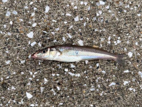 シロギスの釣果