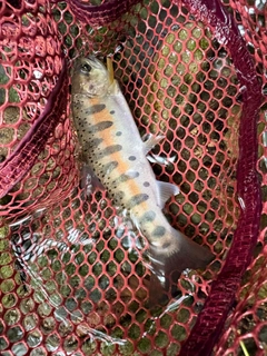 ヤマメの釣果