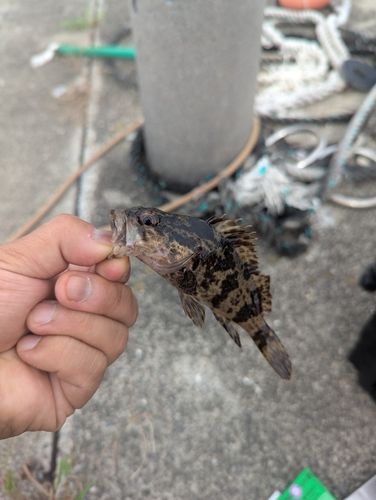 タケノコメバルの釣果