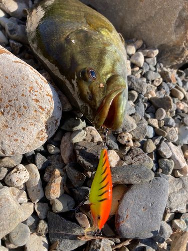 スモールマウスバスの釣果