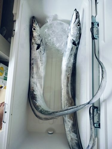 タチウオの釣果