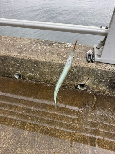 サヨリの釣果