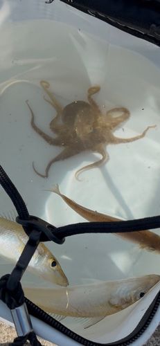 イイダコの釣果