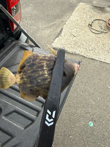 カワハギの釣果