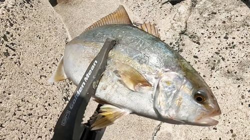 シオの釣果