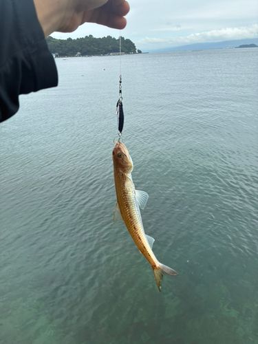 エソの釣果
