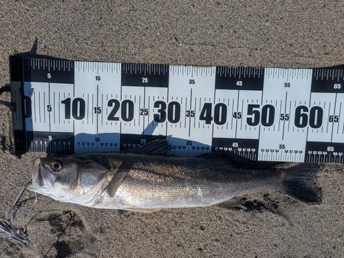 スズキの釣果
