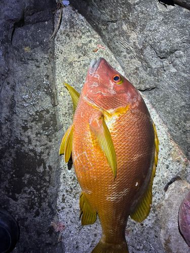 シブダイの釣果