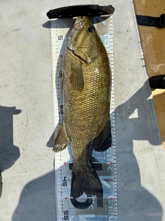 スモールマウスバスの釣果