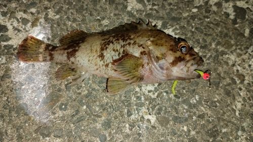 クロソイの釣果