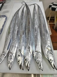 タチウオの釣果