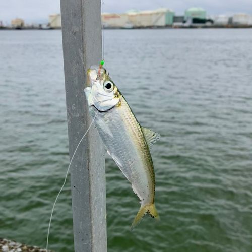 サッパの釣果