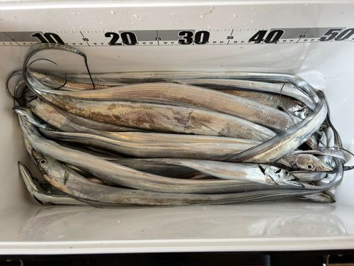 タチウオの釣果