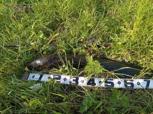 ライギョの釣果