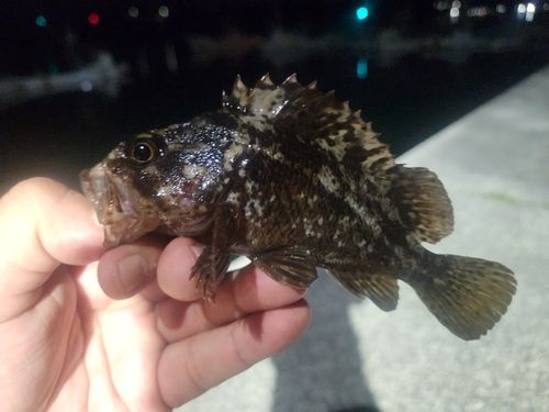 ムラソイの釣果