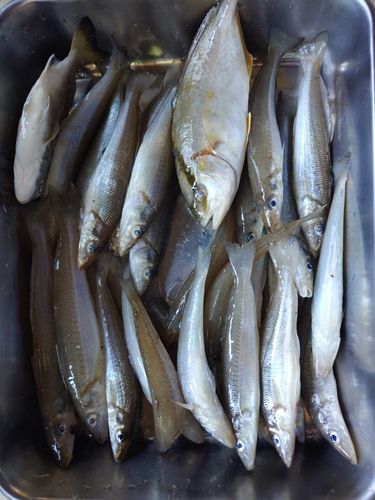キスの釣果