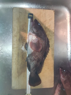 ノミノクチの釣果