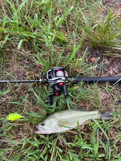 ラージマウスバスの釣果