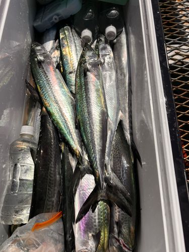 サワラの釣果