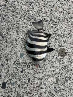サンバソウの釣果