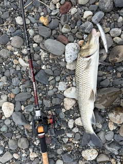 ニゴイの釣果