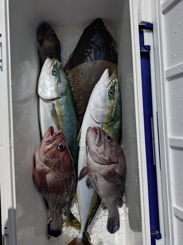 イナダの釣果