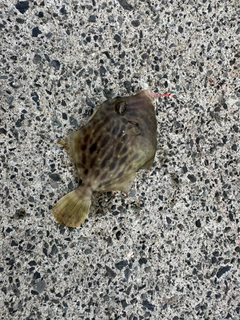 カワハギの釣果