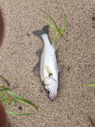 セイゴ（マルスズキ）の釣果