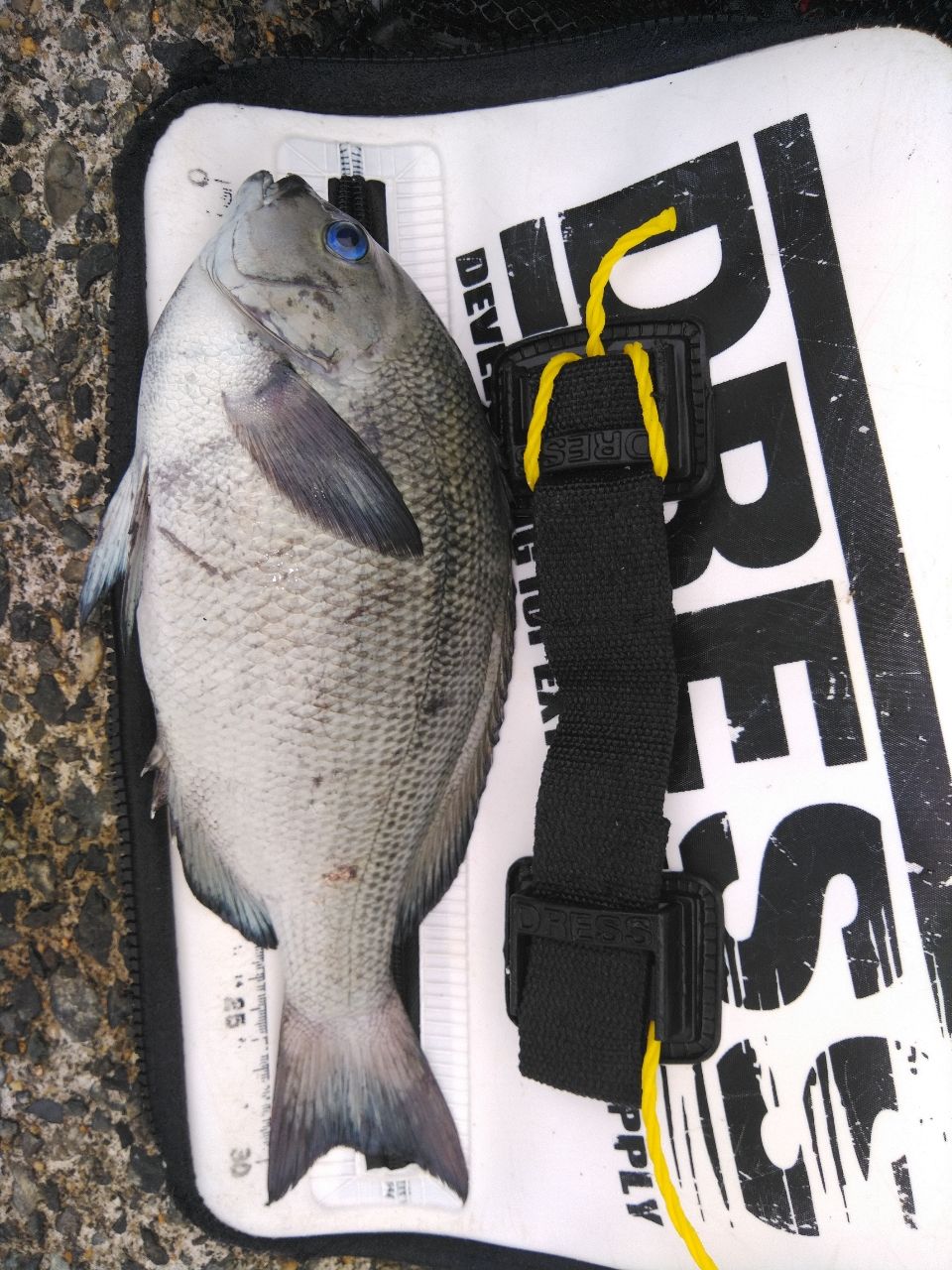 DAIWA 20トーナメント ISO AGS 1.25-50・Rの最安値・インプレ・釣果