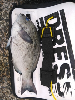 メジナの釣果