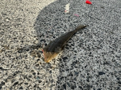 メゴチの釣果