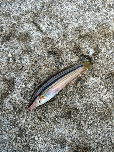 キュウセンの釣果