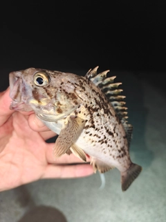 クロソイの釣果