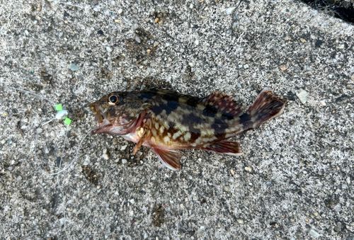 カサゴの釣果
