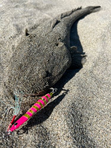 マゴチの釣果