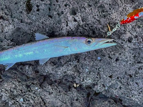 カマスの釣果