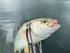 ショゴの釣果