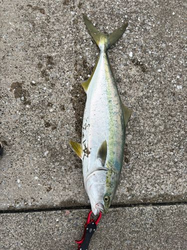 ワラサの釣果