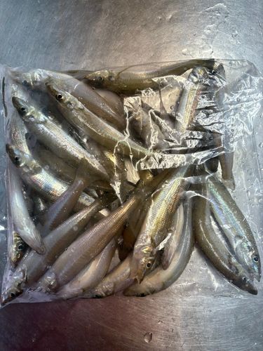 シロギスの釣果