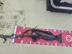 アイナメの釣果