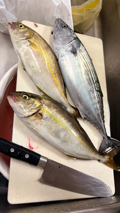 ハガツオの釣果